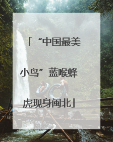 “中国最美小鸟”蓝喉蜂虎现身闽北