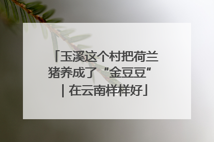 玉溪这个村把荷兰猪养成了“金豆豆”｜在云南样样好