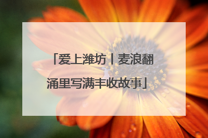 爱上潍坊丨麦浪翻涌里写满丰收故事
