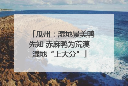 瓜州：湿地景美鸭先知 赤麻鸭为荒漠湿地“上大分”