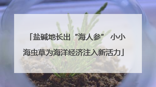 盐碱地长出“海人参” 小小海虫草为海洋经济注入新活力
