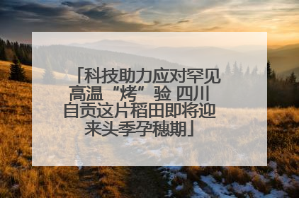 科技助力应对罕见高温“烤”验 四川自贡这片稻田即将迎来头季孕穗期