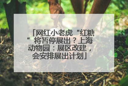 网红小老虎“红糖”将暂停展出？上海动物园：展区改建，会安排展出计划