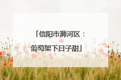 信阳市浉河区：葡萄架下日子甜