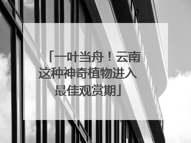 一叶当舟！云南这种神奇植物进入最佳观赏期
