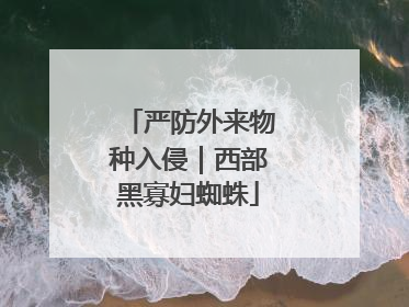 严防外来物种入侵｜西部黑寡妇蜘蛛