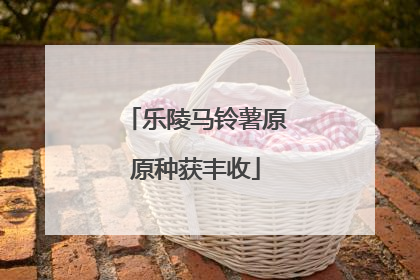乐陵马铃薯原原种获丰收
