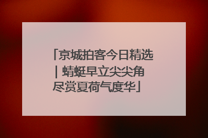 京城拍客今日精选｜蜻蜓早立尖尖角 尽赏夏荷气度华