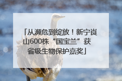 从濒危到绽放！新宁崀山600株“国宝兰”获省级生物保护嘉奖