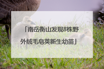 南岳衡山发现8株野外绒毛皂荚新生幼苗