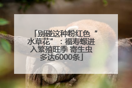 别碰这种粉红色“水草花”：福寿螺进入繁殖旺季 寄生虫多达6000条