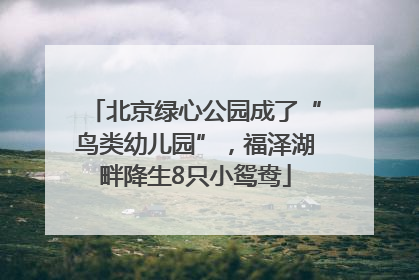 北京绿心公园成了“鸟类幼儿园”，福泽湖畔降生8只小鸳鸯
