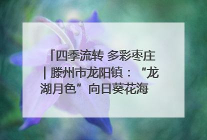 四季流转 多彩枣庄｜滕州市龙阳镇：“龙湖月色”向日葵花海 绘就乡村振兴新画卷