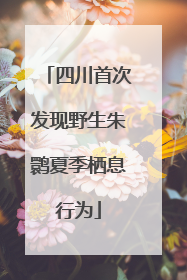 四川首次发现野生朱鹮夏季栖息行为