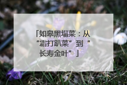 如皋黑塌菜：从“霜打趴菜”到“长寿金叶”