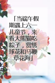 当端午假期遇上六一儿童节，来看大熊猫吃粽子，赏绣球花和马鞭草花海