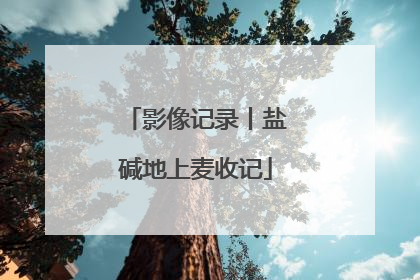 影像记录丨盐碱地上麦收记