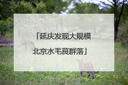 延庆发现大规模北京水毛茛群落