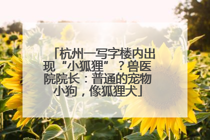 杭州一写字楼内出现“小狐狸”？兽医院院长：普通的宠物小狗，像狐狸犬