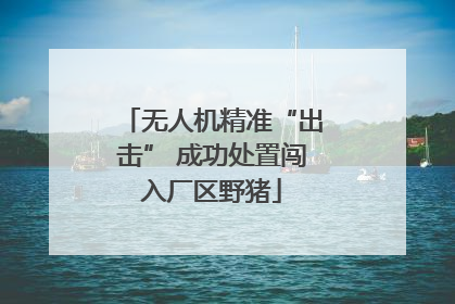 无人机精准“出击” 成功处置闯入厂区野猪