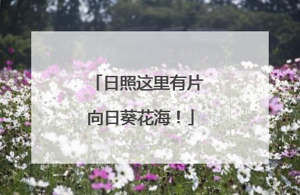 日照这里有片向日葵花海！