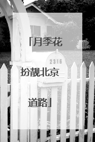 月季花扮靓北京道路