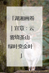 湖湘画卷｜宜章：云雾绕茶山 绿叶变金叶