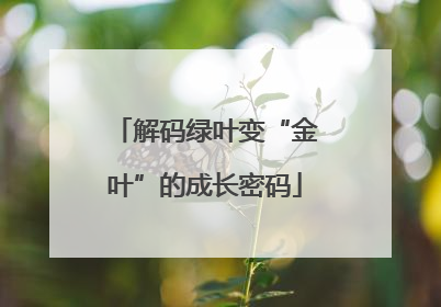解码绿叶变“金叶”的成长密码