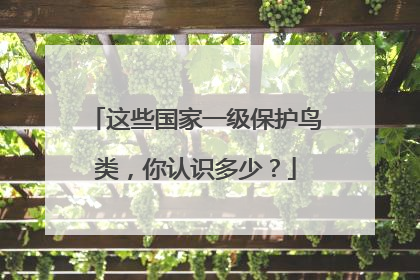这些国家一级保护鸟类，你认识多少？