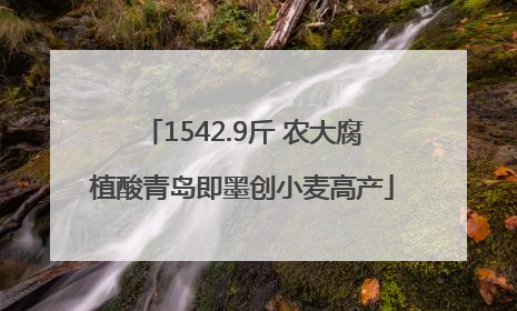 1542.9斤 农大腐植酸青岛即墨创小麦高产